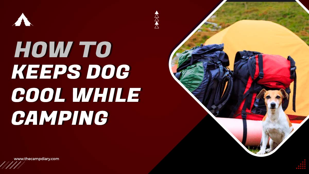20 Tips to Keep Your Dog Cool While Camping In Summer [2023]