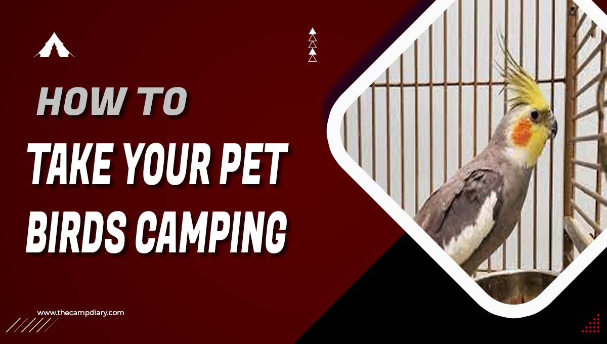How to Take Your Pet Birds Camping - Detailed Guide